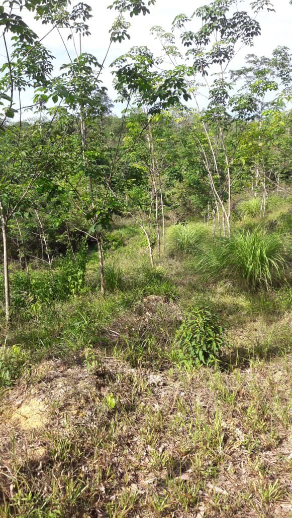 Tanah Kebun 5 Ekar Tanah Merah Kelantan