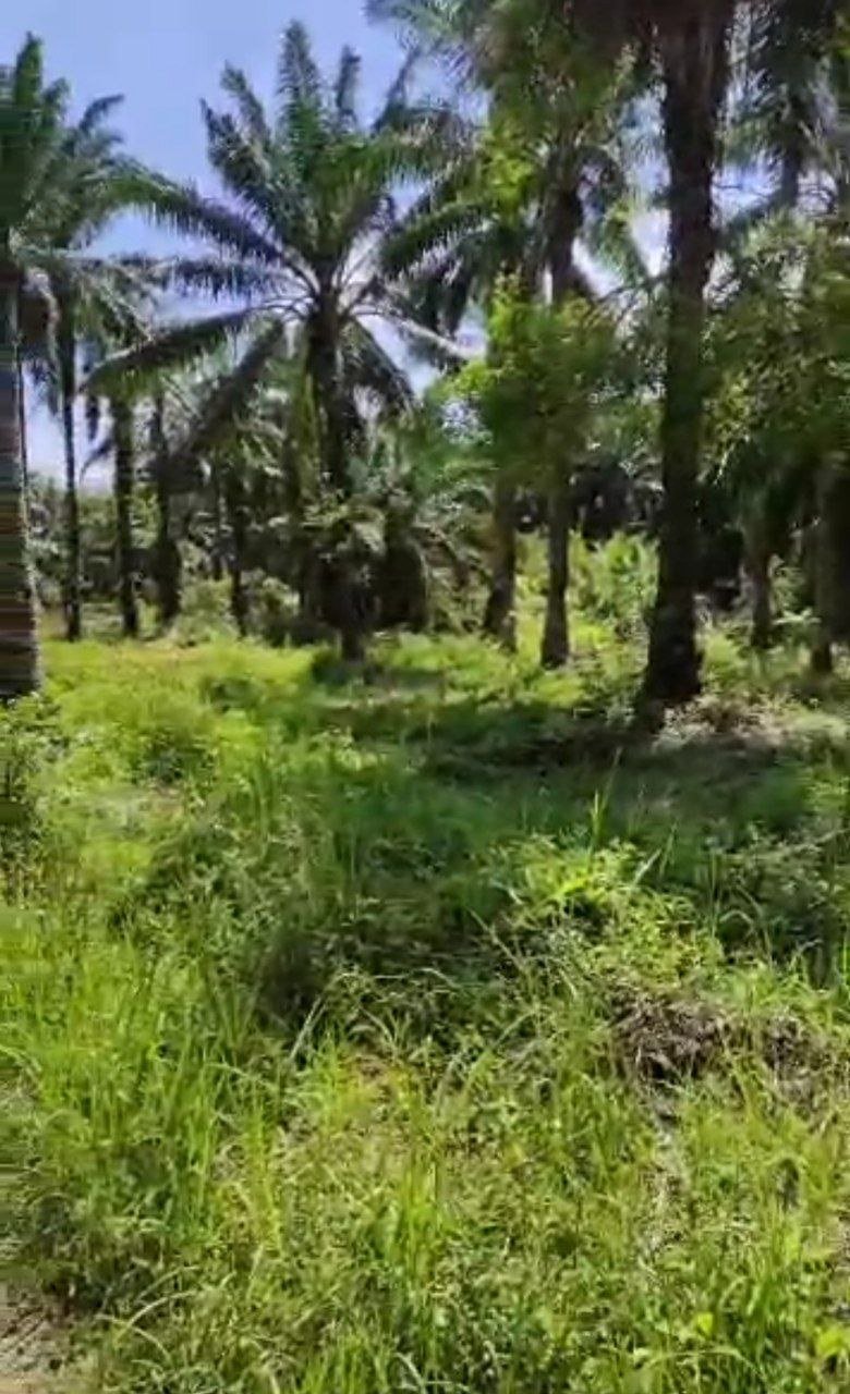 SP54 - TANAH PERTANIAN 6.2 EKAR - JAMALUANG MERSING.